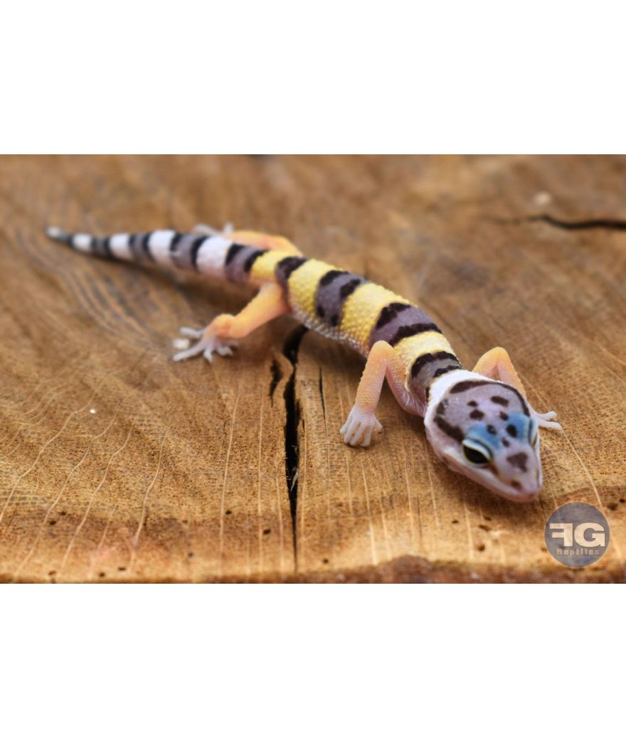 Eublepharis macularius Bandit Line Non sexé