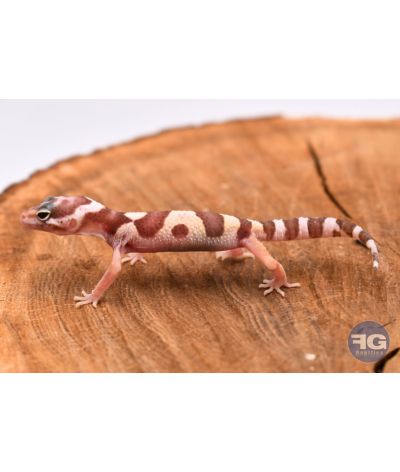 Eublepharis macularius Mack Snow Tremper Non sexé