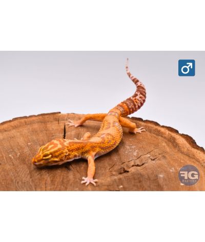 Eublepharis macularius Tangerine Tremper Designer Mâle