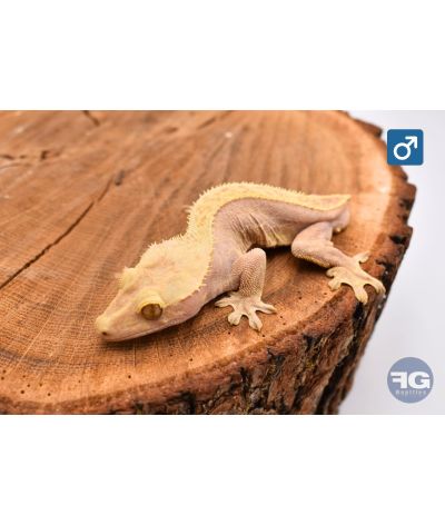 Correlophus ciliatus Red Male