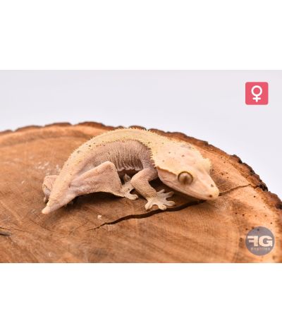 Correlophus ciliatus Red Dalmatien Femelle