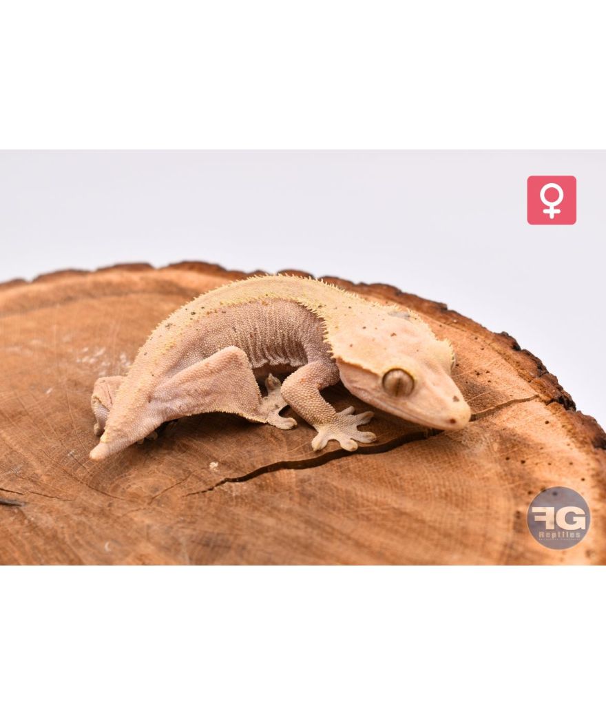 Correlophus ciliatus Red Dalmatien Femelle