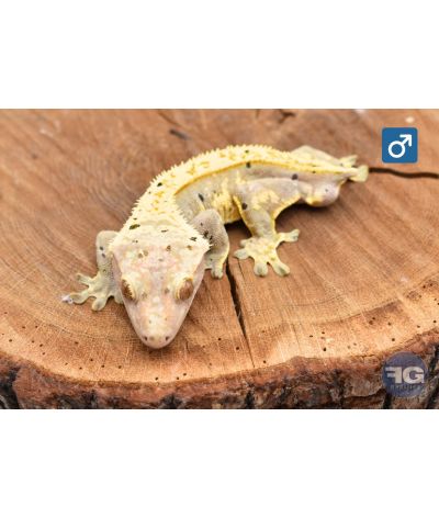 Correlophus ciliatus Pinstripe Dalmatien Male