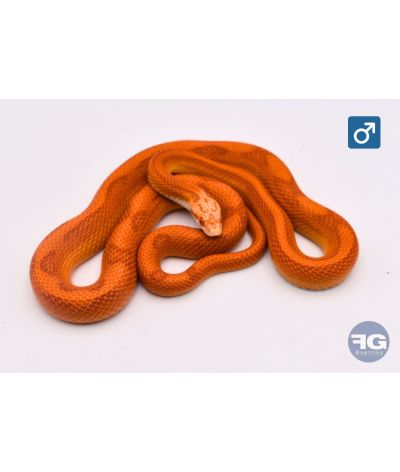 Pantherophis guttatus Amel Pinstripe Male