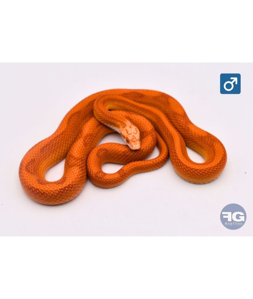 Pantherophis guttatus Amel Pinstripe Male