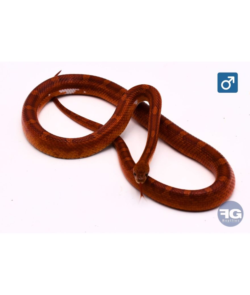 Pantherophis guttatus Bloodred Piedside Male