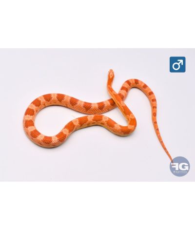 Pantherophis guttatus Amel Male