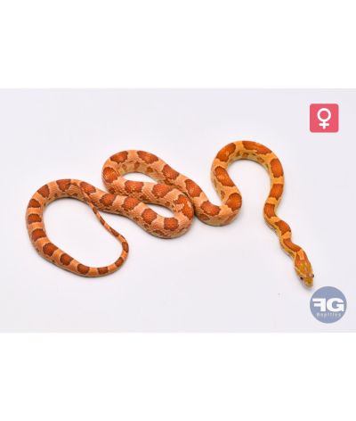 Pantherophis guttatus Ultramel Femelle