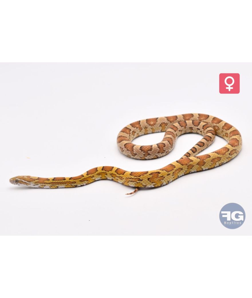 Pantherophis guttatus Amber Femelle