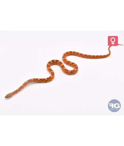 Pantherophis guttatus Classique Femelle