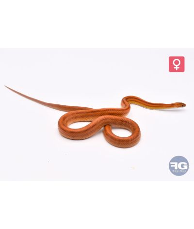 Pantherophis guttatus Stripe Femelle