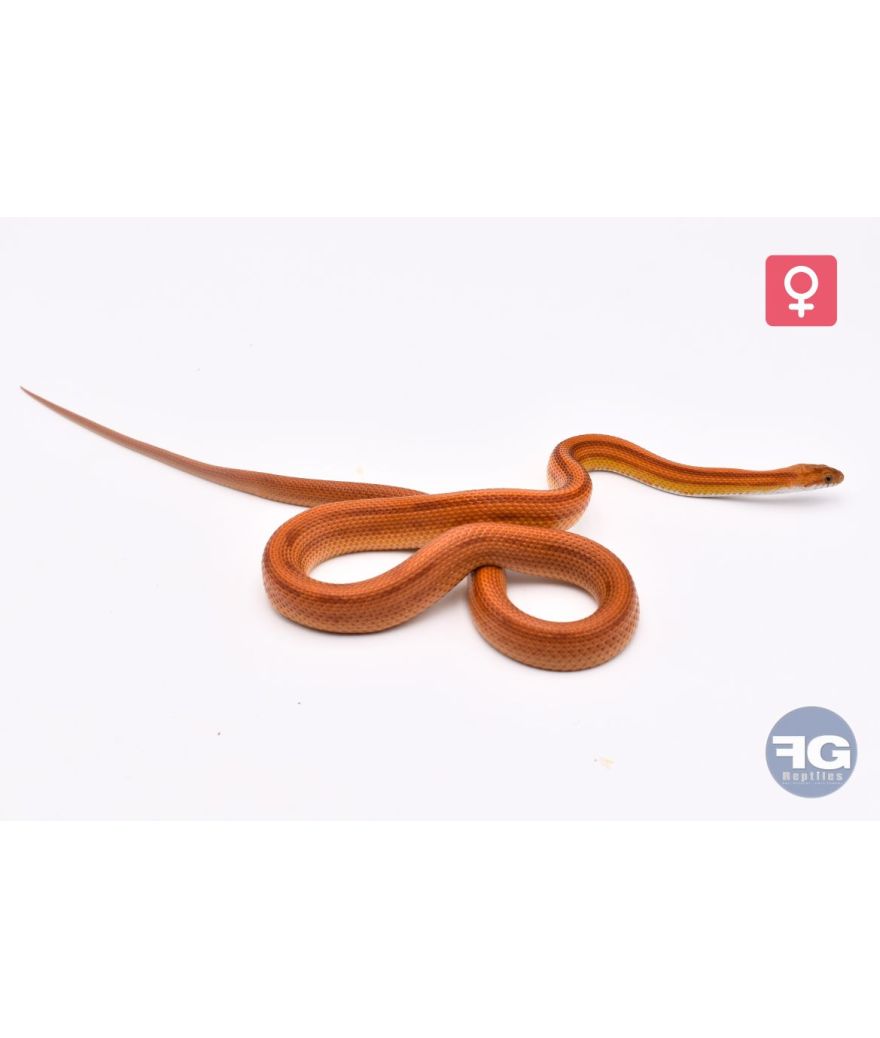 Pantherophis guttatus Stripe Femelle