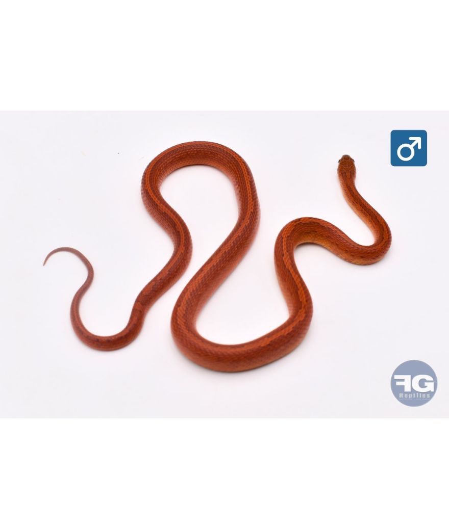 Pantherophis guttatus Tessera Bloodred Male