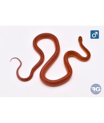 Pantherophis guttatus Tessera Bloodred Male