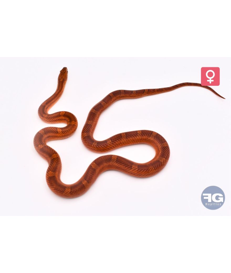 Pantherophis guttatus Bloodred Piedside Femelle