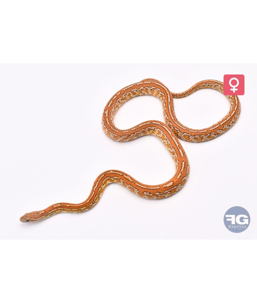 Pantherophis guttatus Tessera Femelle