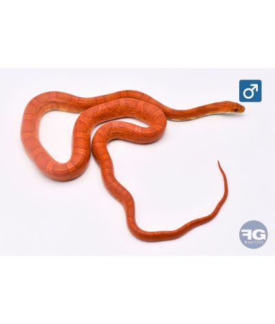 Pantherophis guttatus Sunkissed Male