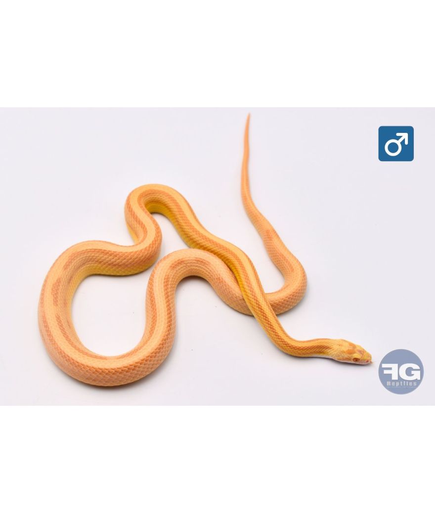 Pantherophis guttatus Butter Stripe Male