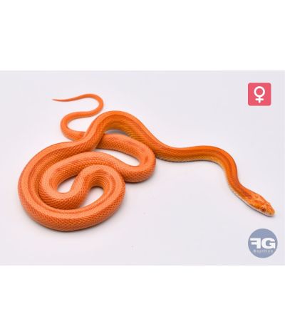 Pantherophis guttatus Amel Stripe Femelle