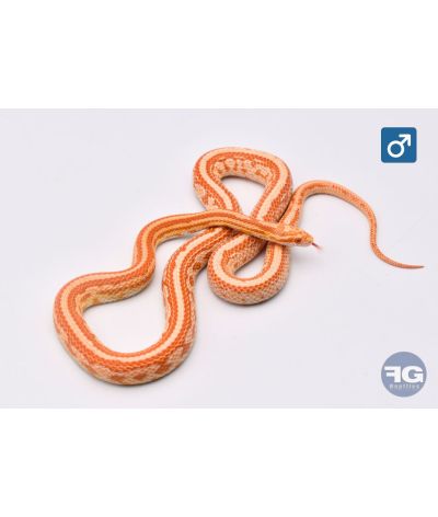 Pantherophis guttatus Amel Tessera Male