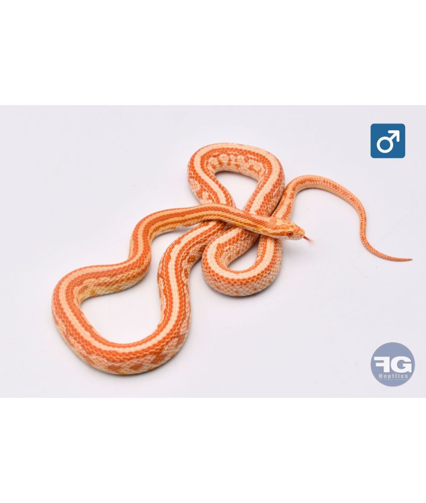 Pantherophis guttatus Amel Tessera Male