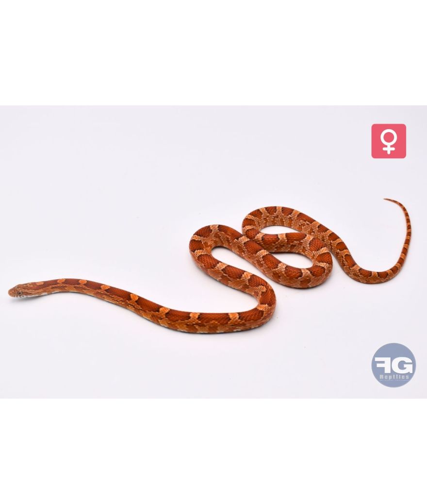 Pantherophis guttatus Classique Femelle
