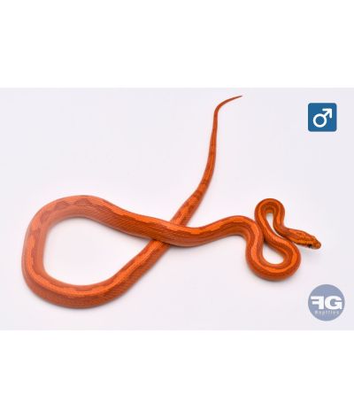 Pantherophis guttatus Pinstripe Male