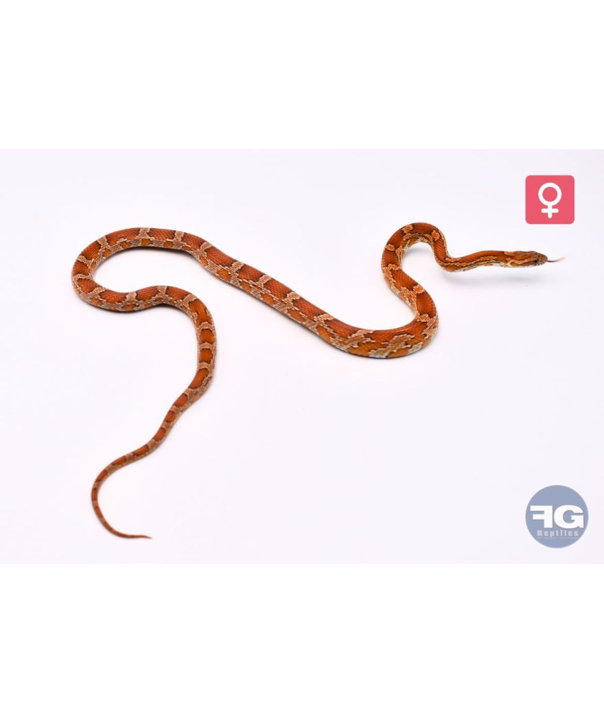 Pantherophis guttatus Classique Femelle