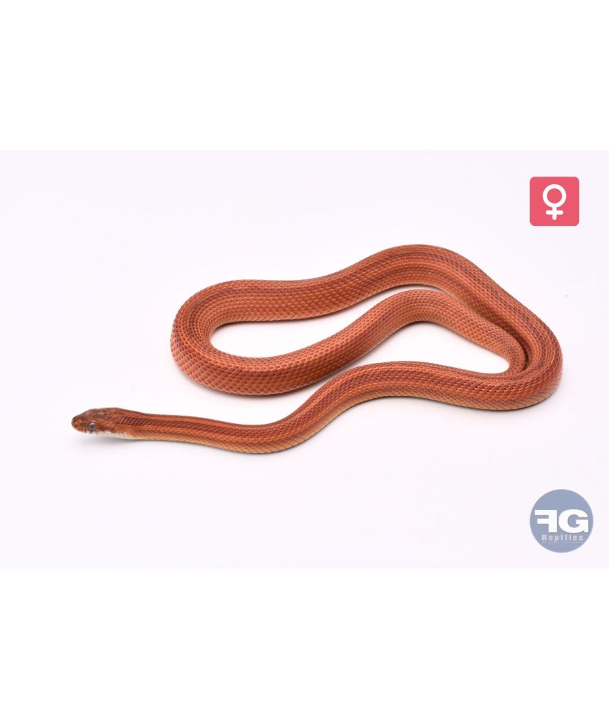 Pantherophis guttatus Pinstripe Femelle