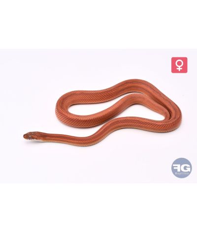 Pantherophis guttatus Pinstripe Femelle