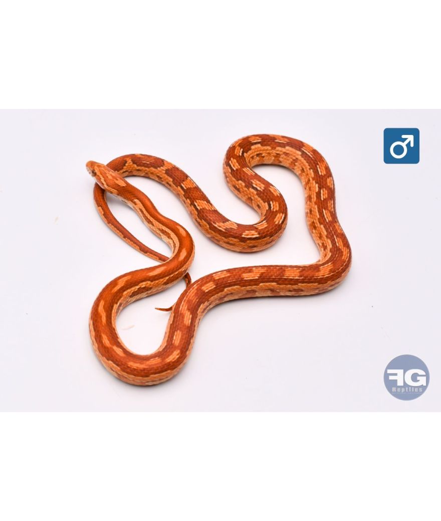 Pantherophis guttatus Hypo Aztek Male