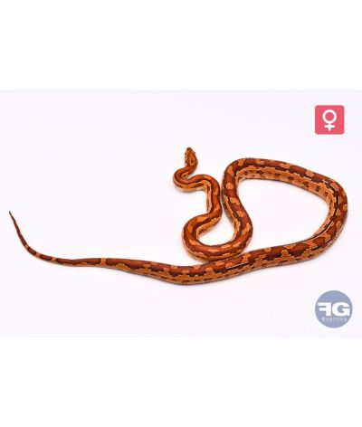 Pantherophis guttatus Aztek Femelle