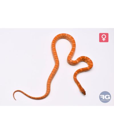 Pantherophis guttatus Sunkissed Kastanie Femelle