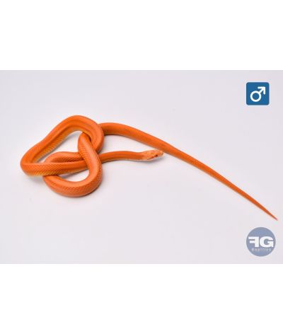 Pantherophis guttatus Amela Stripe Male