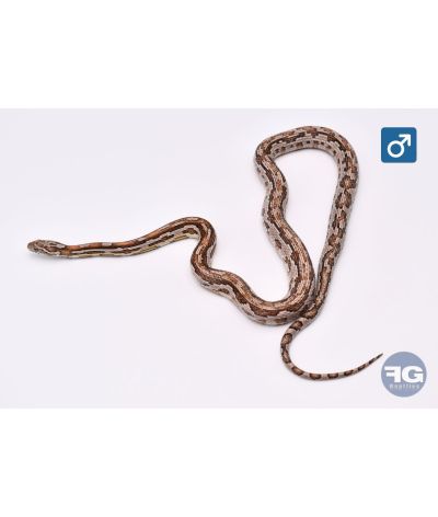 Pantherophis guttatus Anery Aztek Male