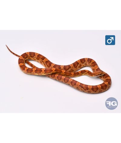 Pantherophis guttatus Classique Male