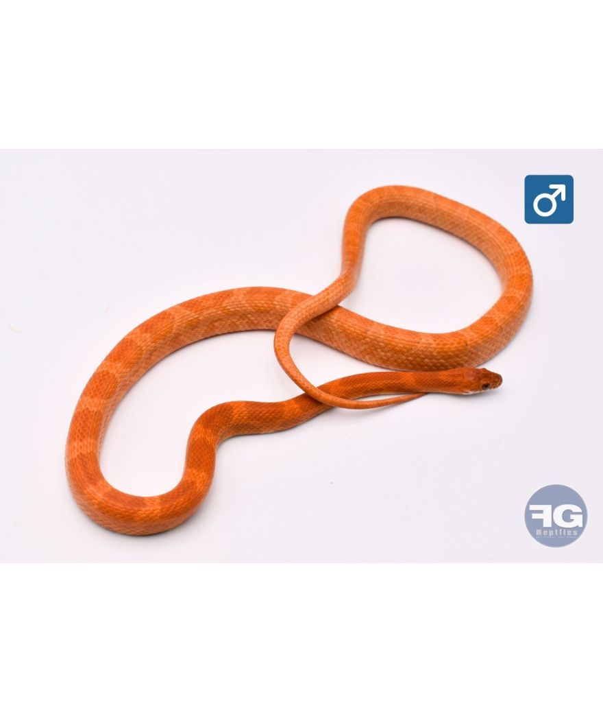 Pantherophis guttatus Sunkissed Kastanie Male