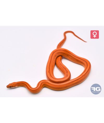 Pantherophis guttatus Hypo Buf Pinstripe Femelle