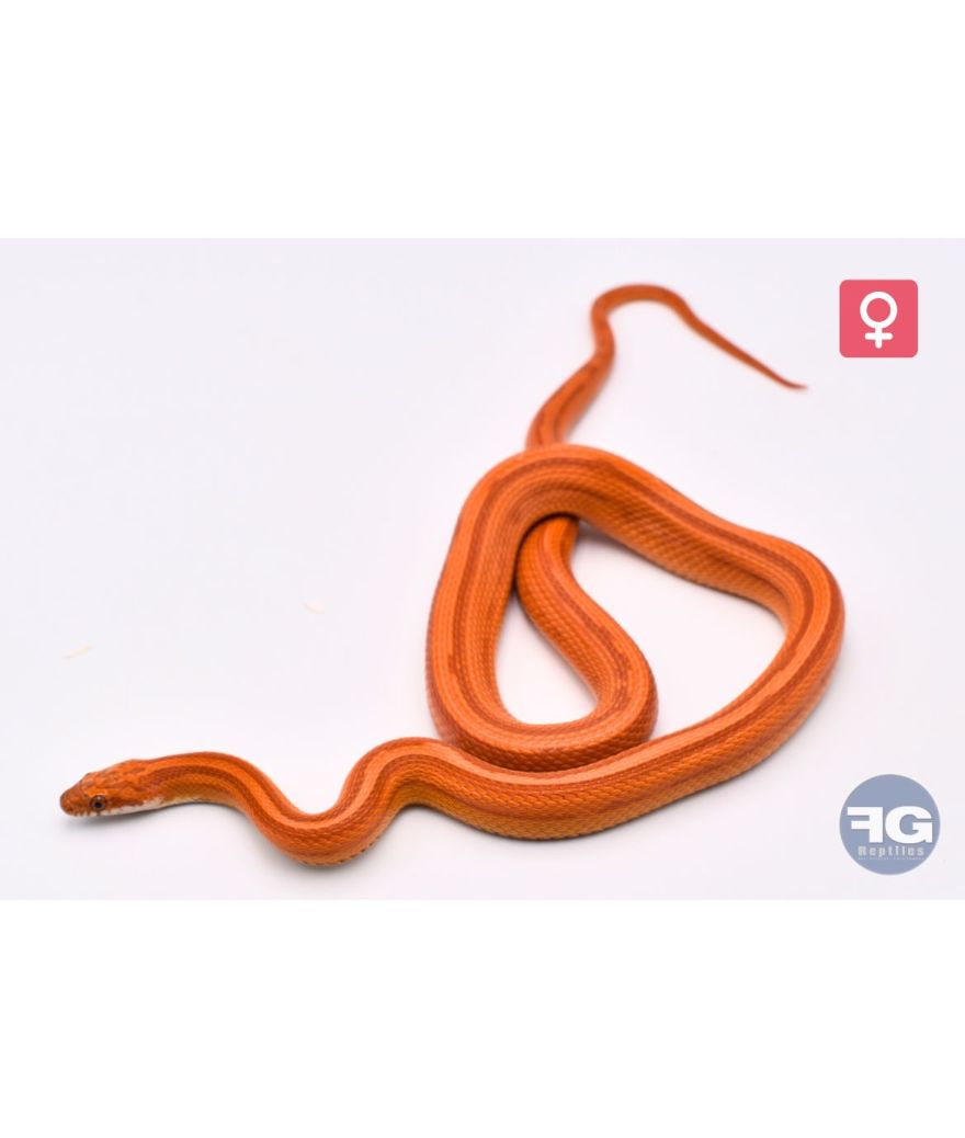 Pantherophis guttatus Hypo Buf Pinstripe Femelle