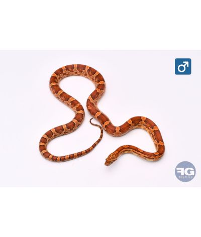 Pantherophis guttatus Classique Male