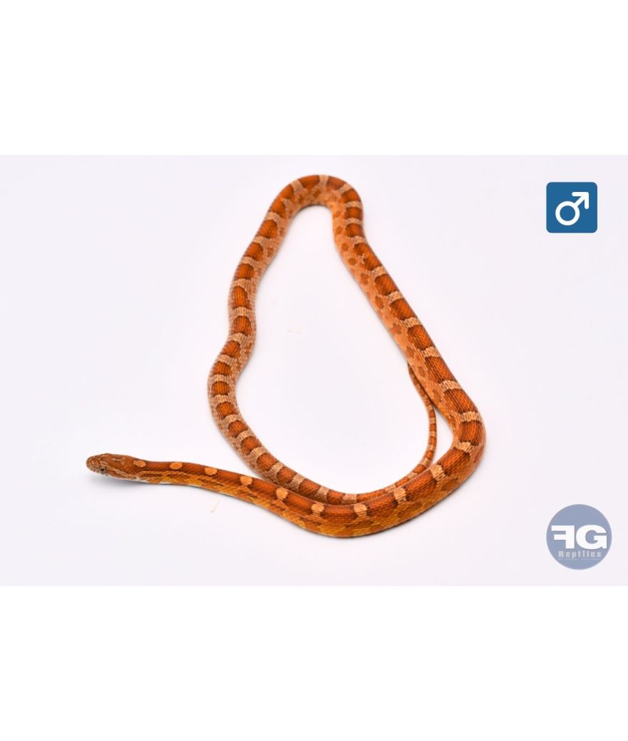 Pantherophis guttatus Classique Male