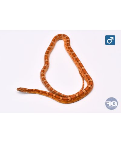 Pantherophis guttatus Classique Male