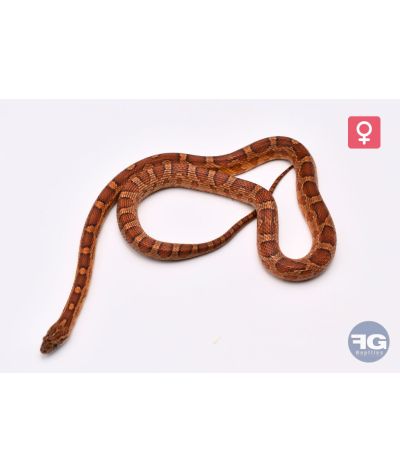 Pantherophis guttatus Classique Femelle