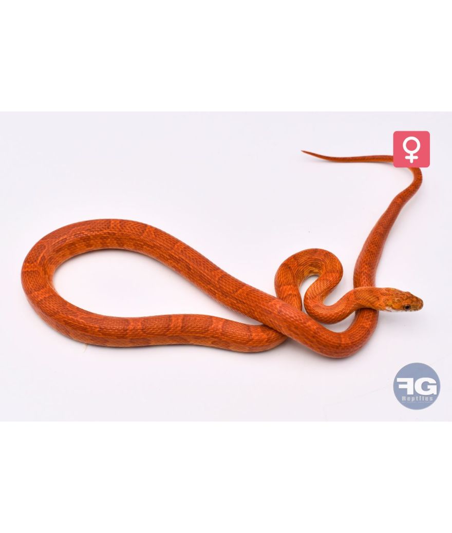 Pantherophis guttatus Sunkissed Femelle