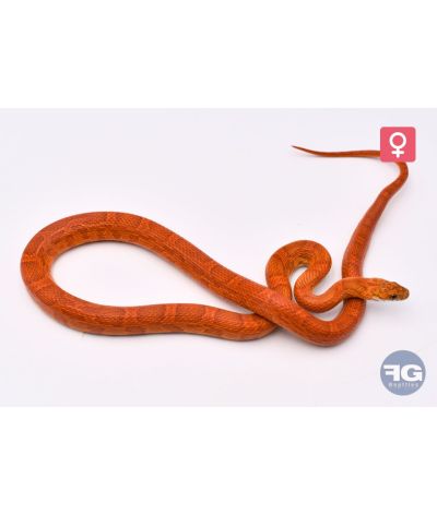 Pantherophis guttatus Sunkissed Femelle