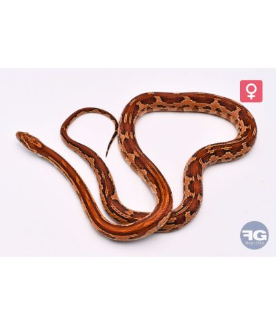 Pantherophis guttatus Aztek Femelle