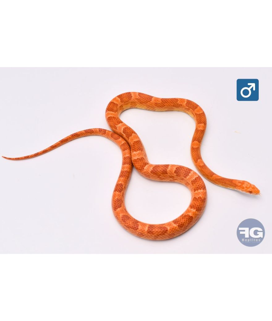 Pantherophis guttatus Amel Sunkissed Male