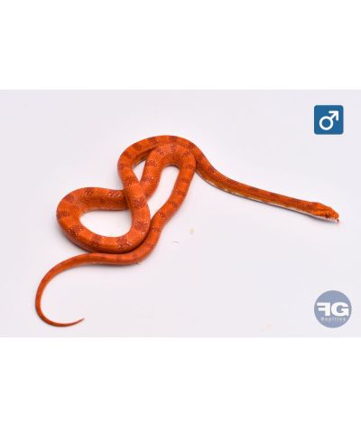 Pantherophis guttatus Amel Space Male