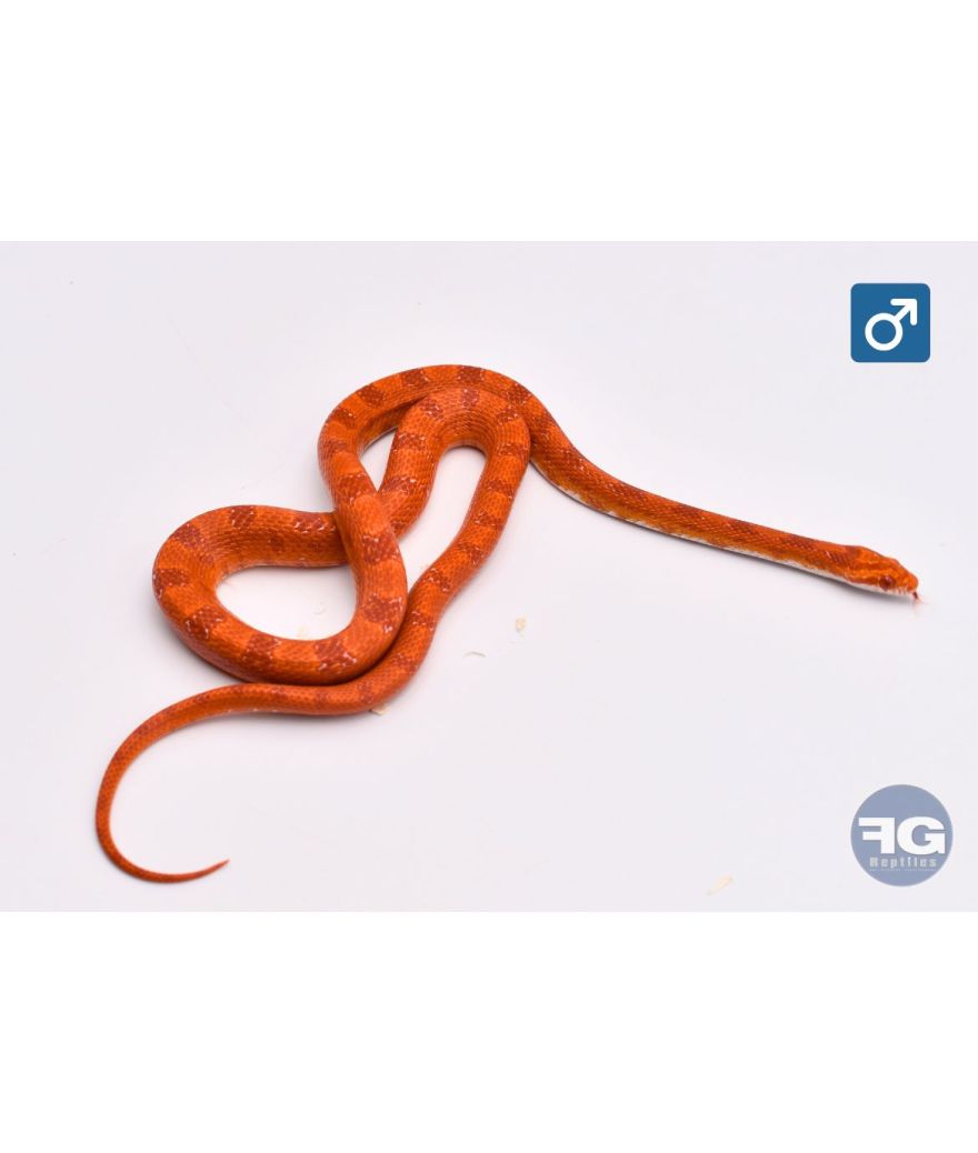 Pantherophis guttatus Amel Space Male