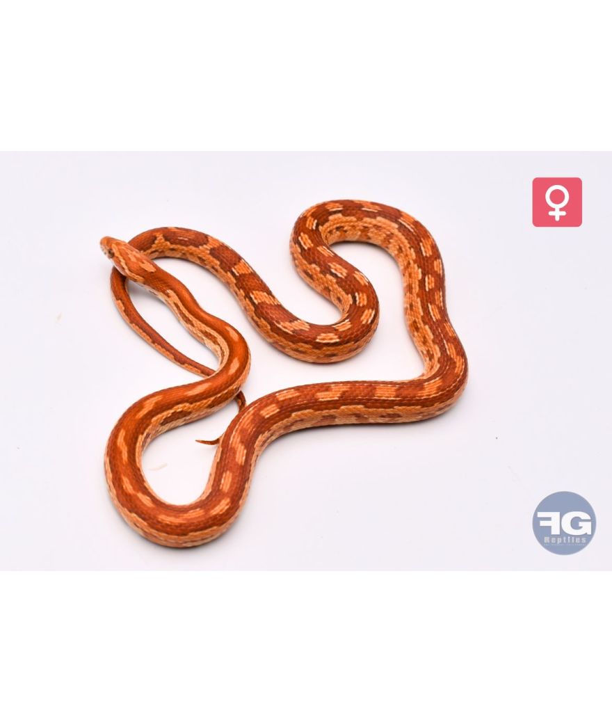 Pantherophis guttatus Hypo Aztek Femelle